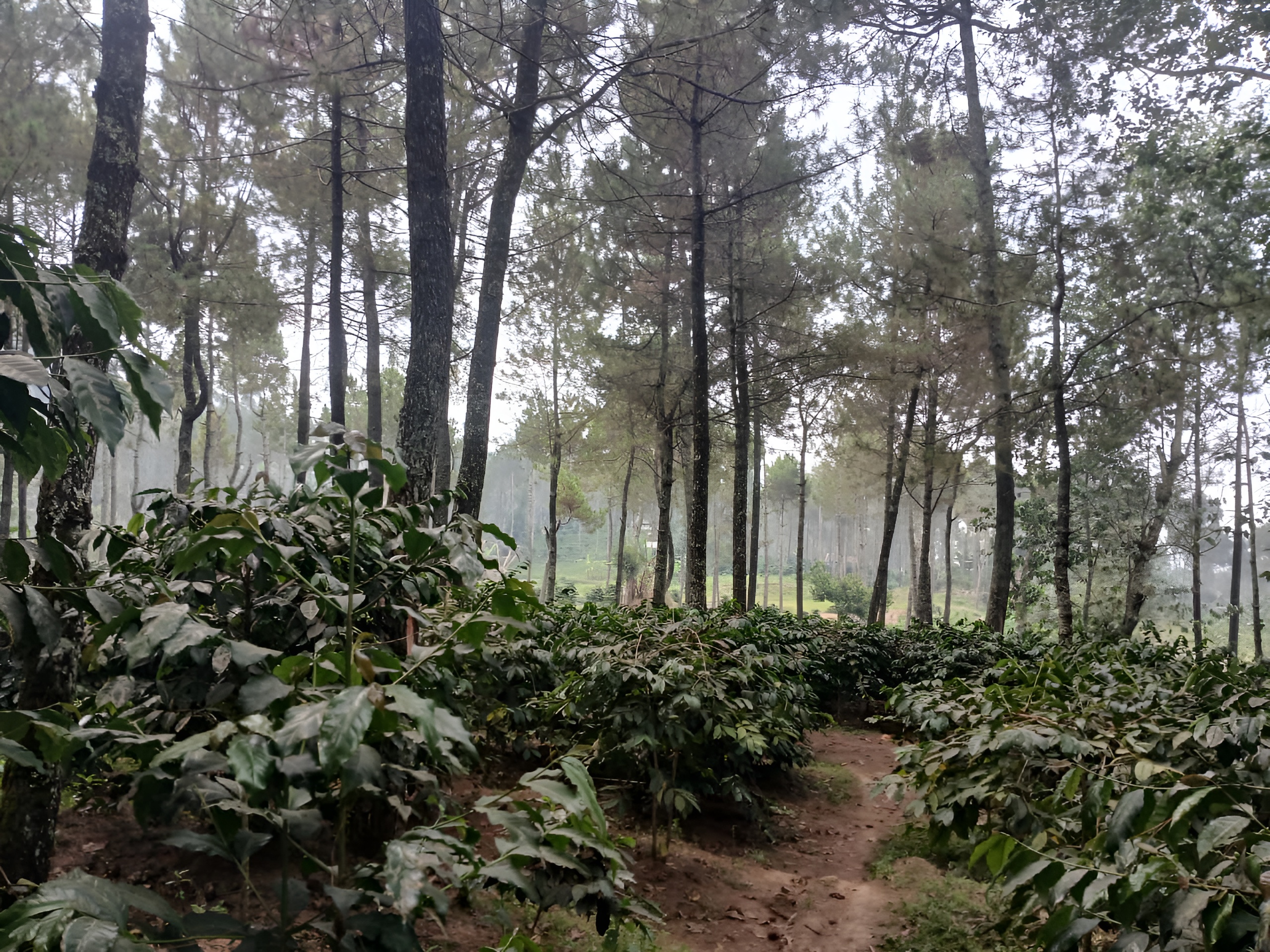 Kebun Kopi Alamendah — pohon kopi dengan buah ceri merah